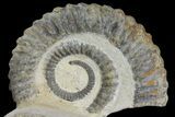 4.3" Early Devonian Ammonite (Anetoceras) - Tazarine, Morocco - #165873-3